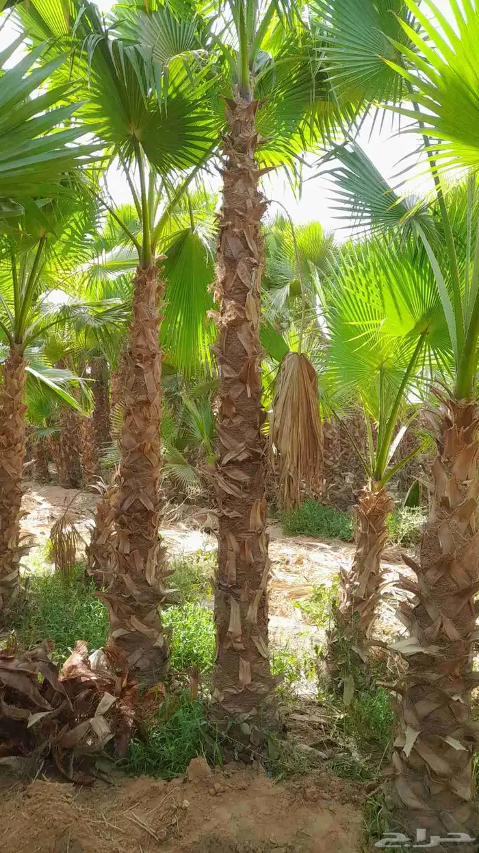 نخل واشنطني 1