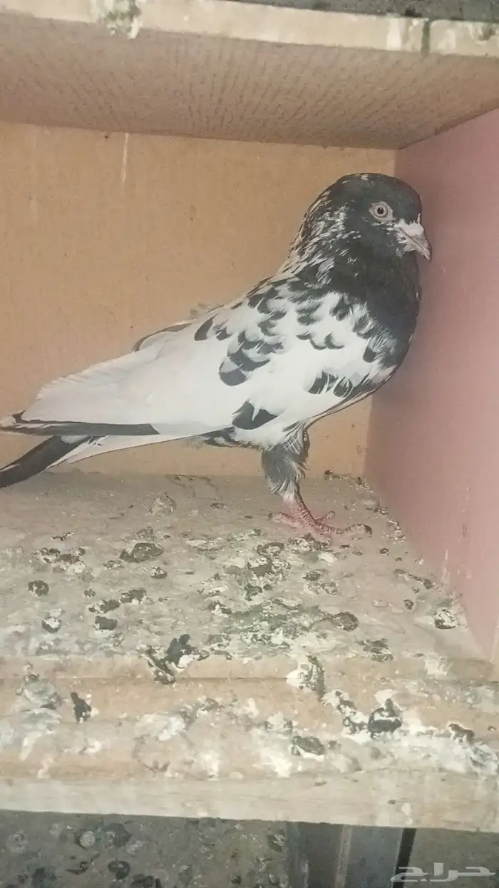 للبيع زوج باكستاني تيدي 0