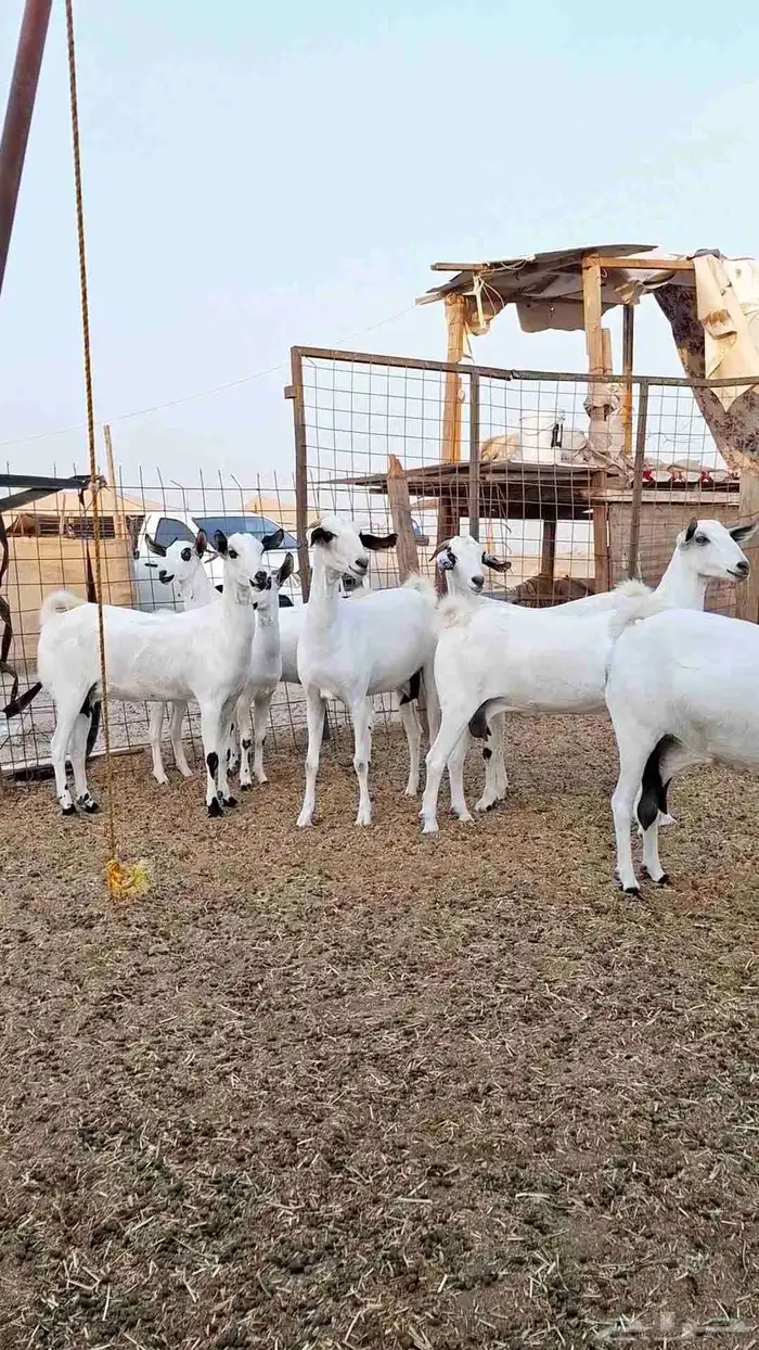 معزاء بيشيات صنف الصنف بفحلها 6