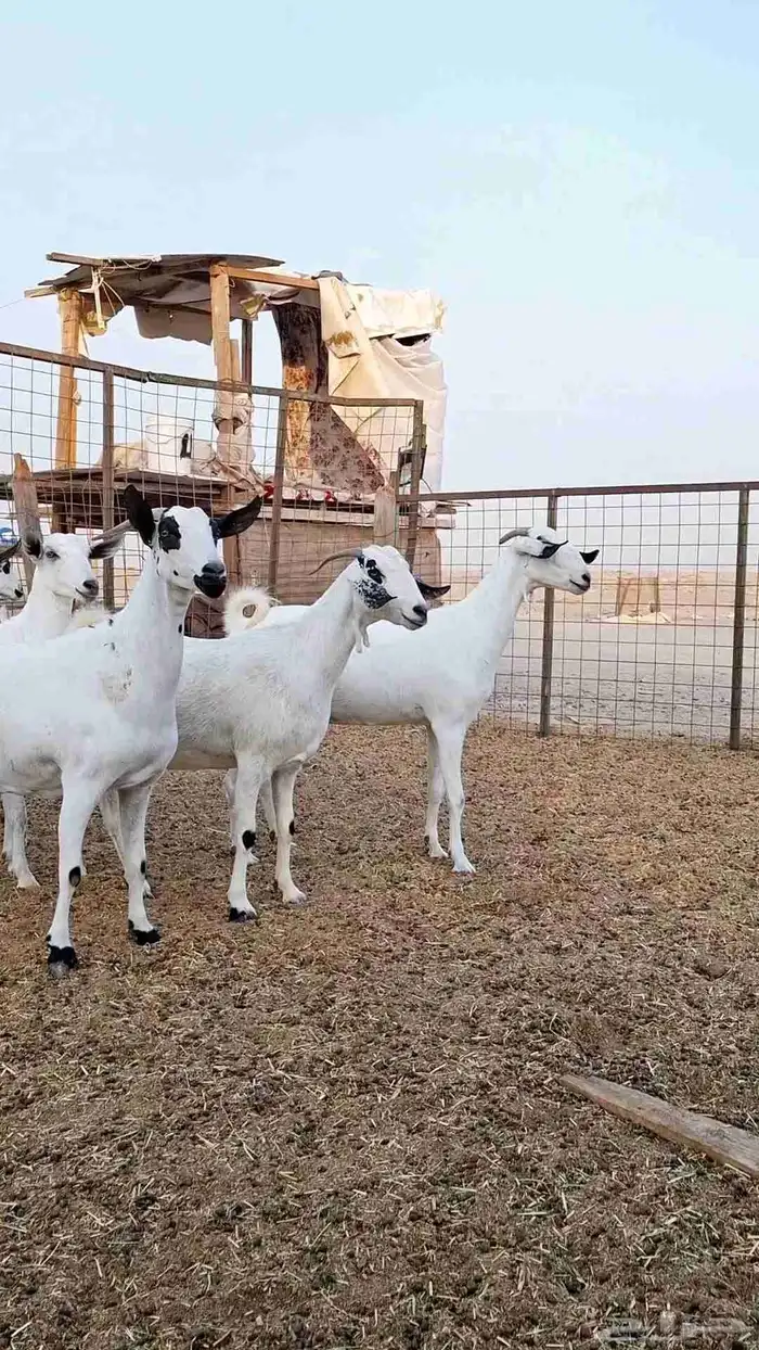 معزاء بيشيات صنف الصنف بفحلها 5