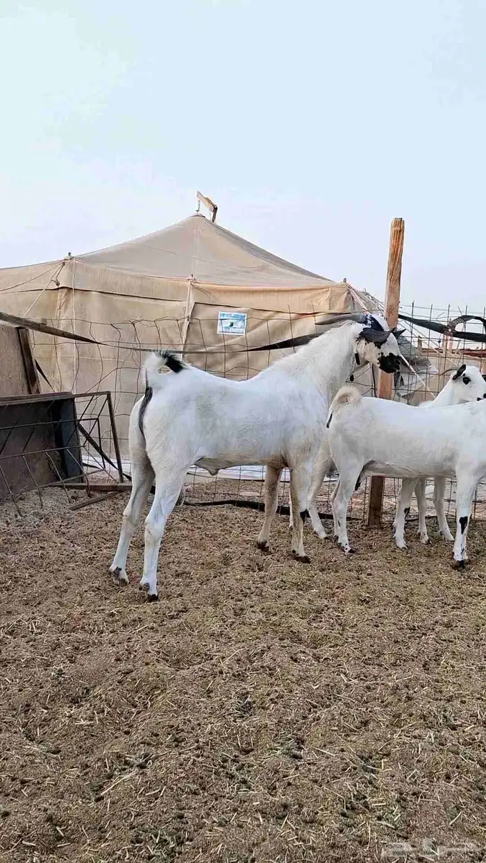 معزاء بيشيات صنف الصنف بفحلها 2