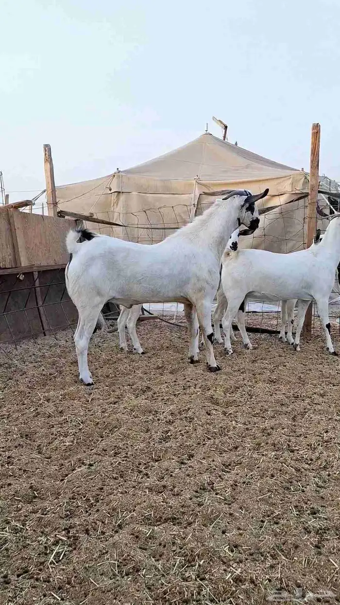 معزاء بيشيات صنف الصنف بفحلها 3