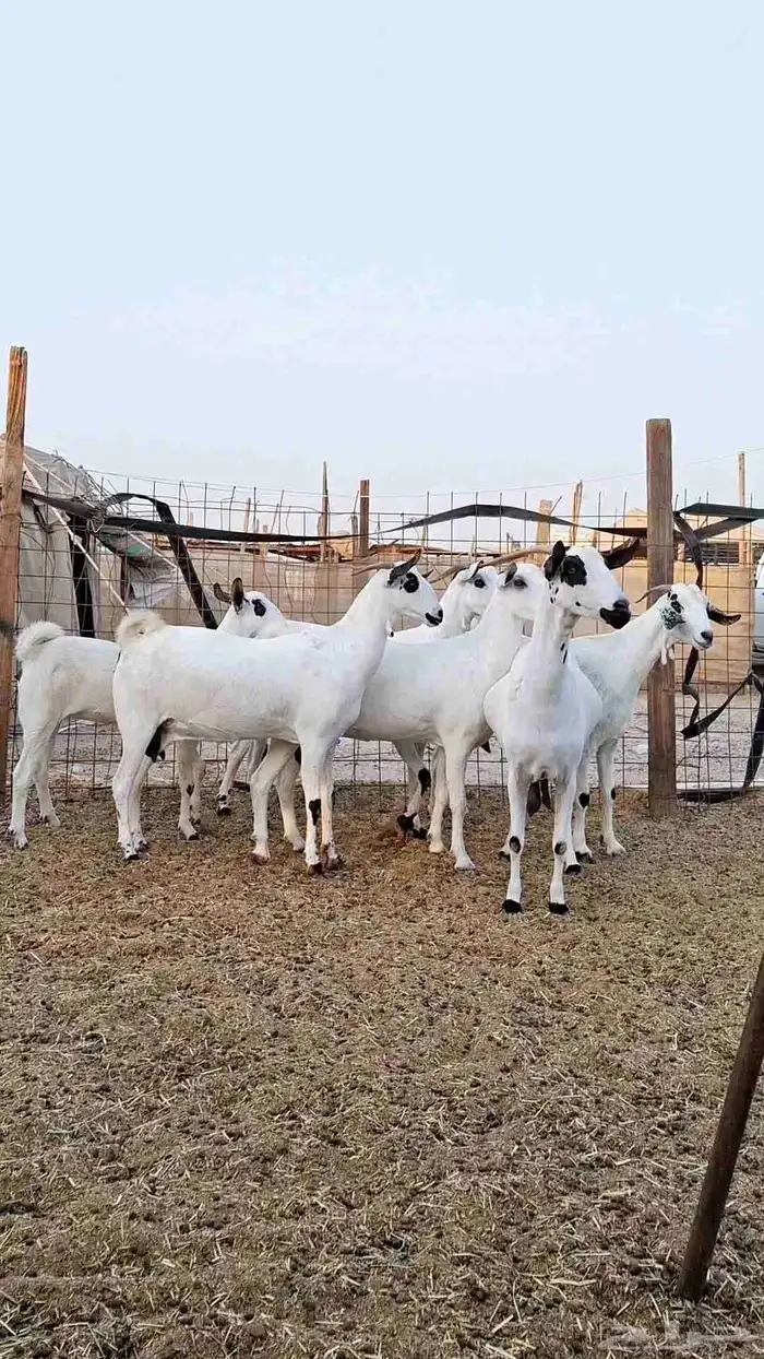 معزاء بيشيات صنف الصنف بفحلها 8