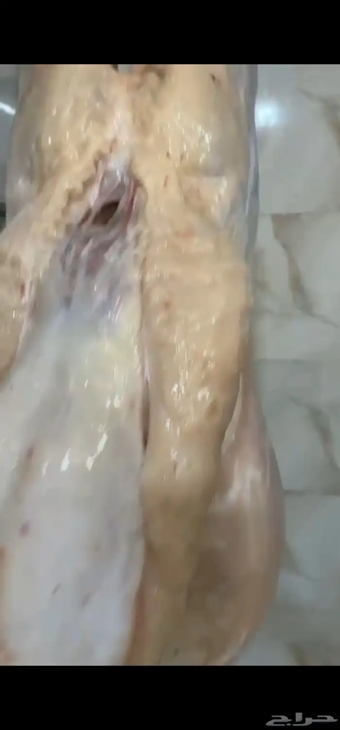 طليان حريات 2