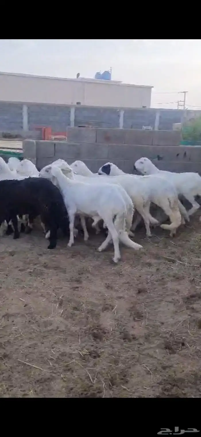 طليان سواكن بيشه 0