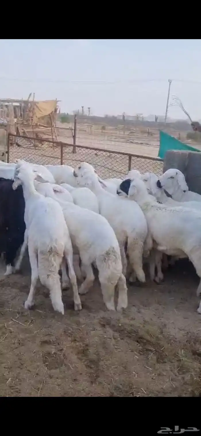 طليان سواكن بيشه 5