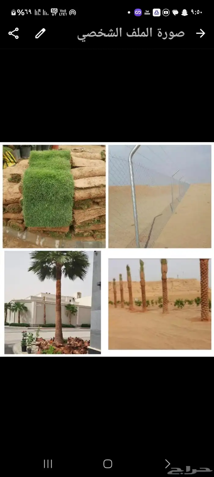 نخل وشنطونيا زينه 3