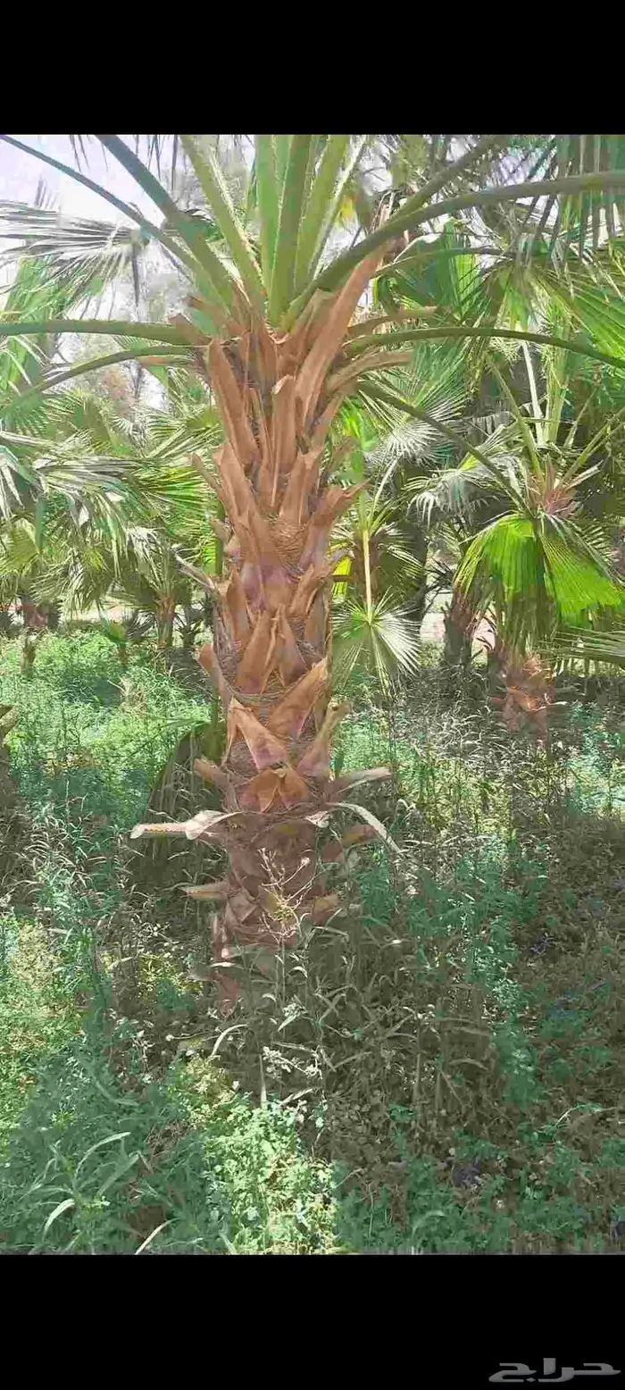 نخل وشنطونيا زينه 1