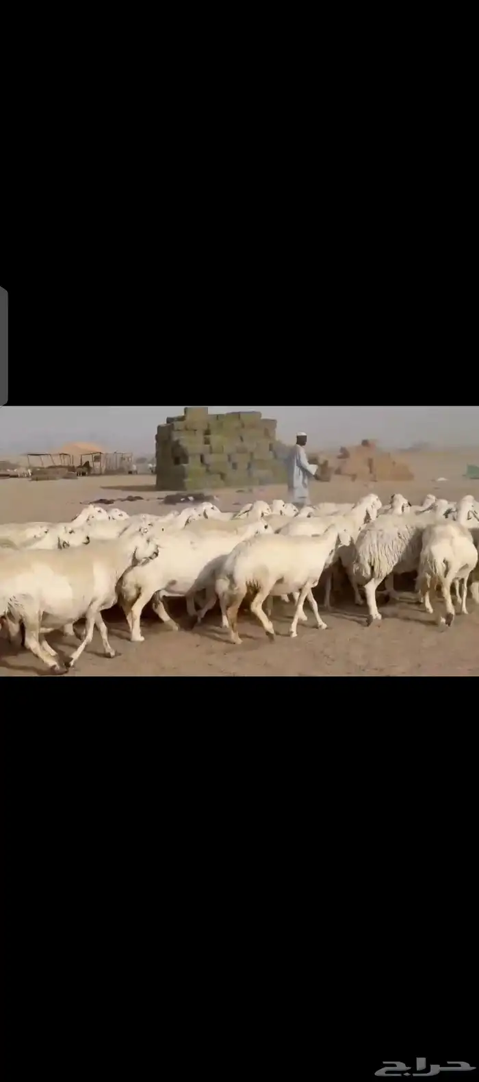 غنم حريات حرش دفيع مفاصيل 6