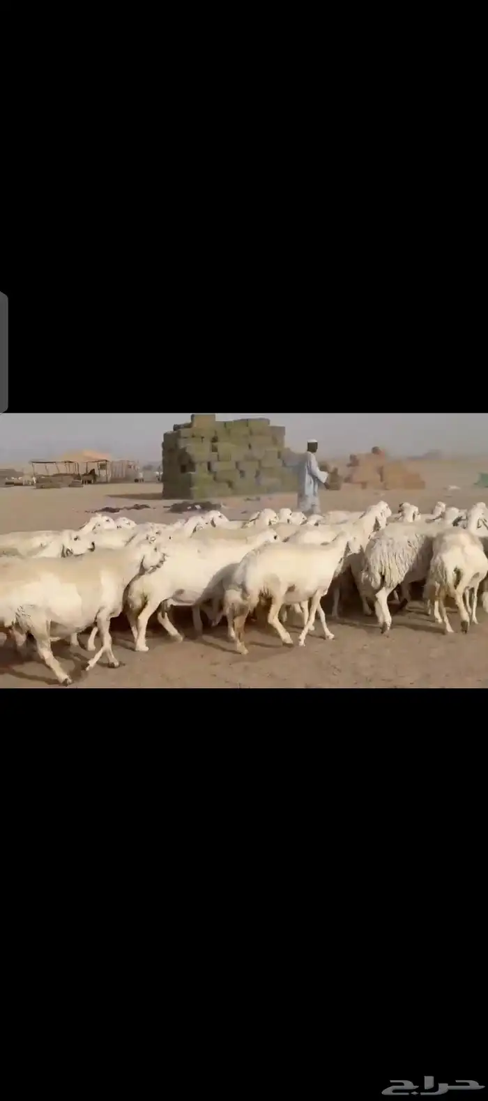 غنم حريات حرش دفيع مفاصيل 3