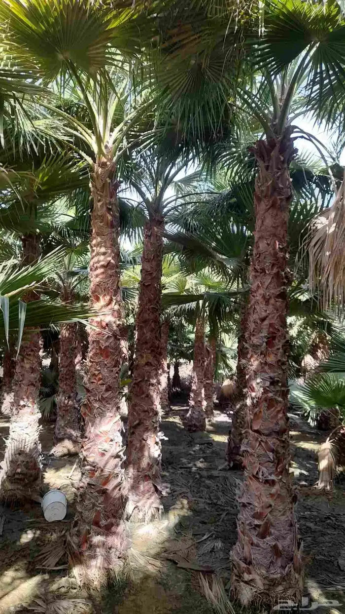 نخل واشنطني 4