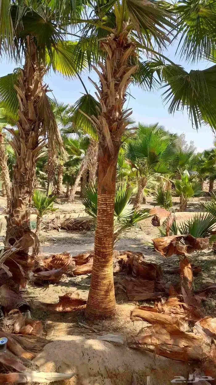 نخل واشنطني 3