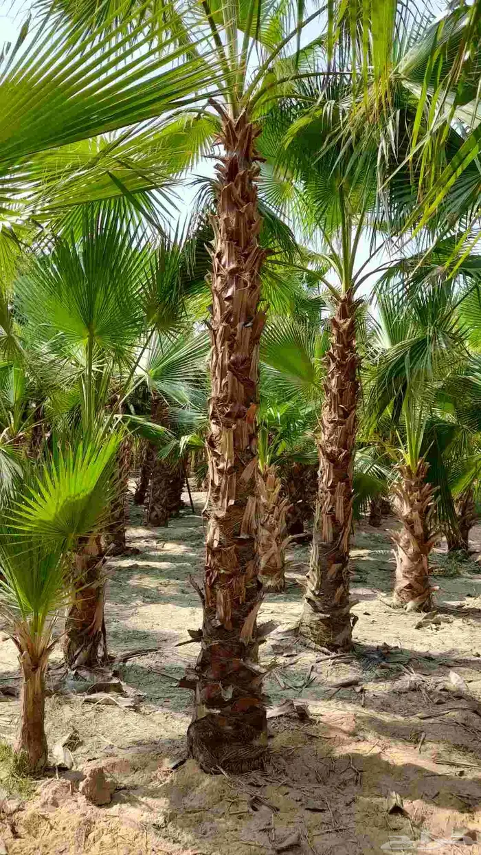 نخل واشنطني 2