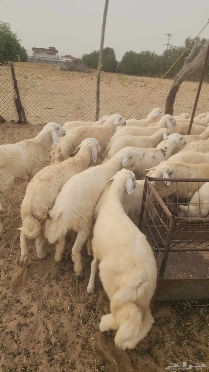 بهم تربية حري نظيف ماشاءالله 3