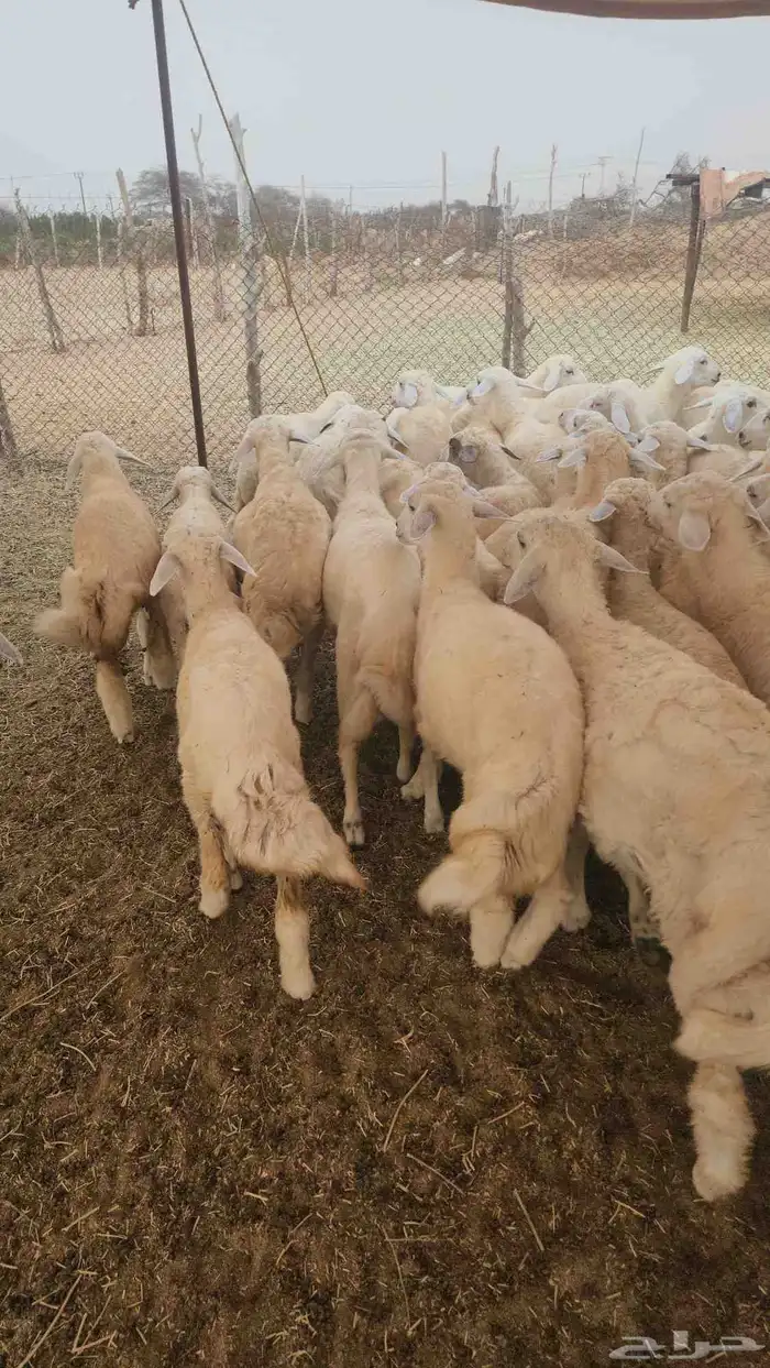 بهم تربية حري نظيف ماشاءالله 4