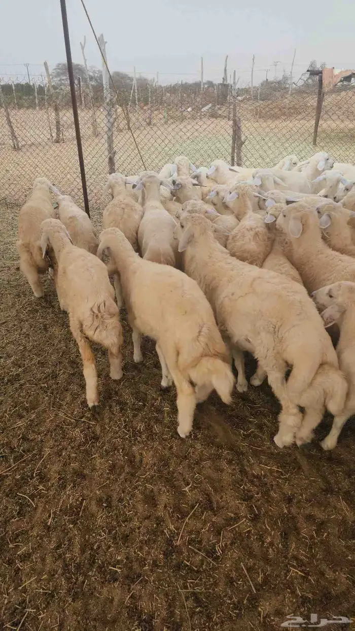 بهم تربية حري نظيف ماشاءالله 5