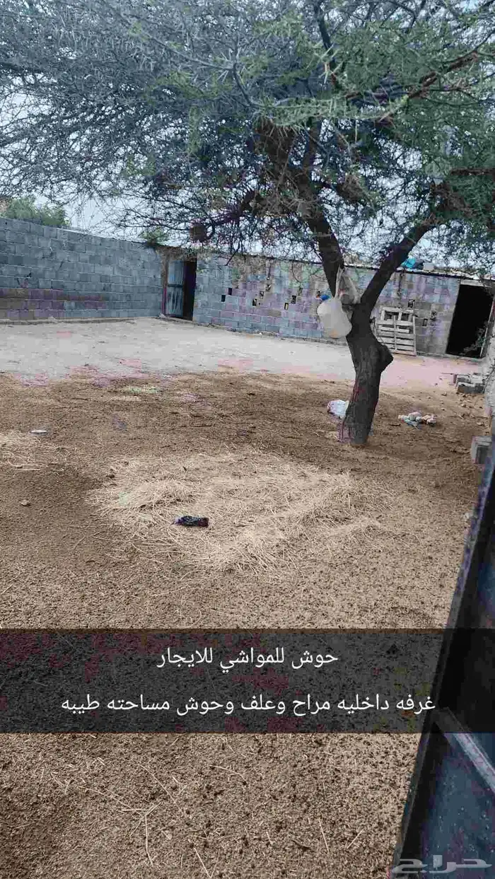 رخال وحوش 3