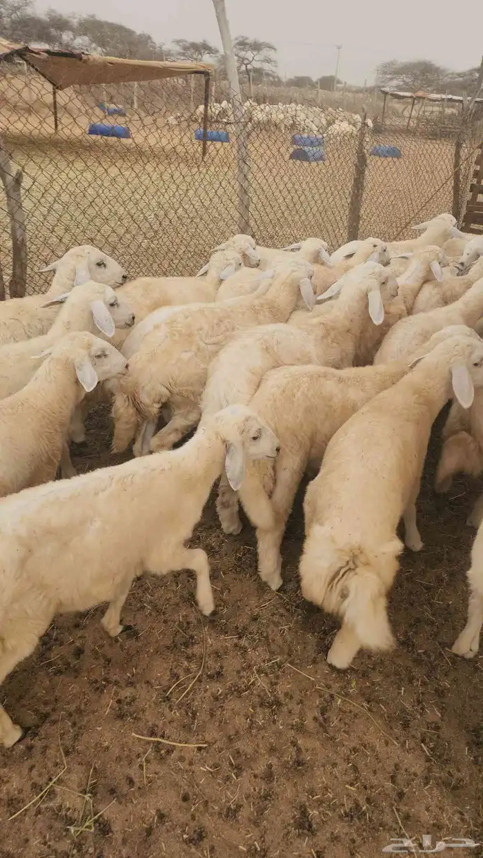 بهم تربية حري نظيف ماشاءالله 0