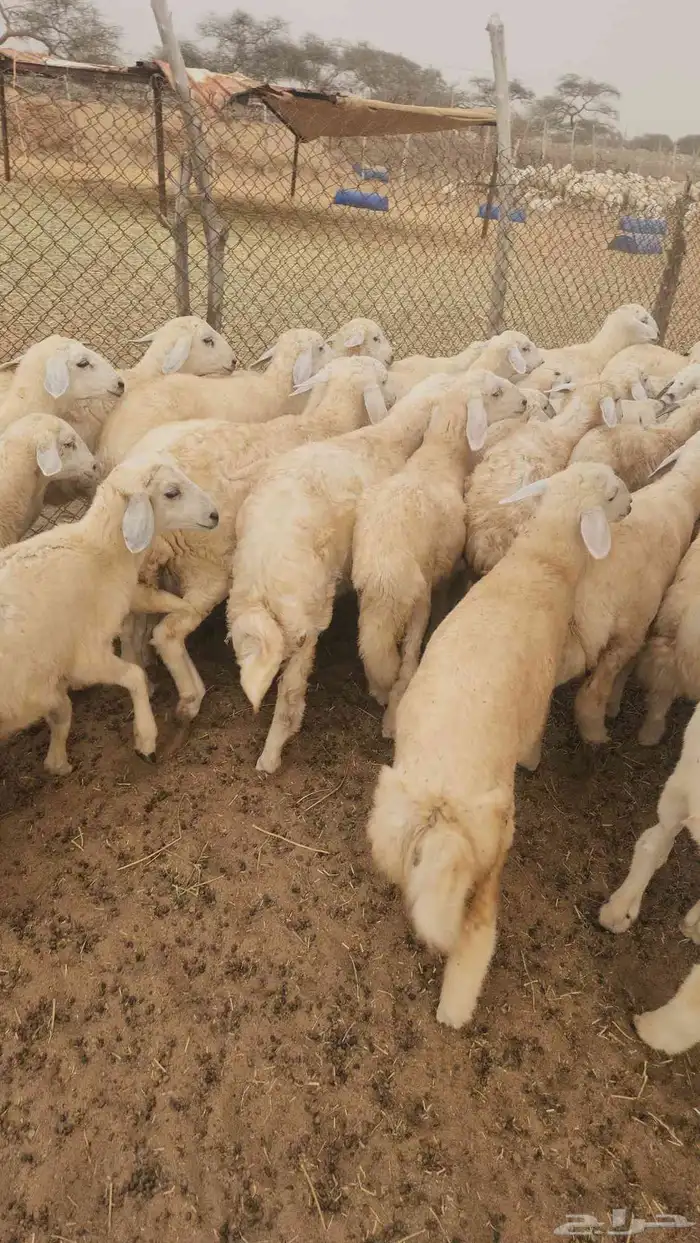 بهم تربية حري نظيف ماشاءالله 1