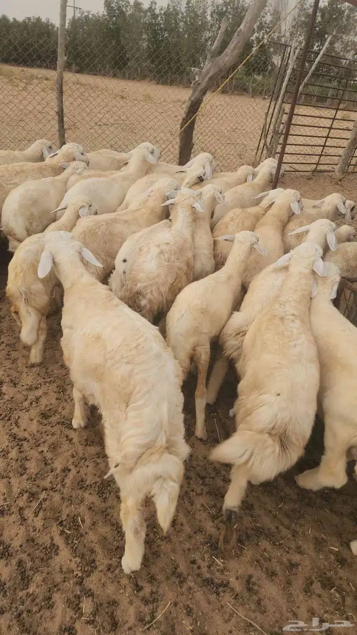 بهم تربية حري نظيف ماشاءالله 2