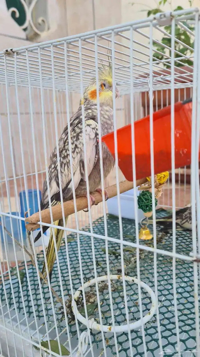 كروان للبيع 2