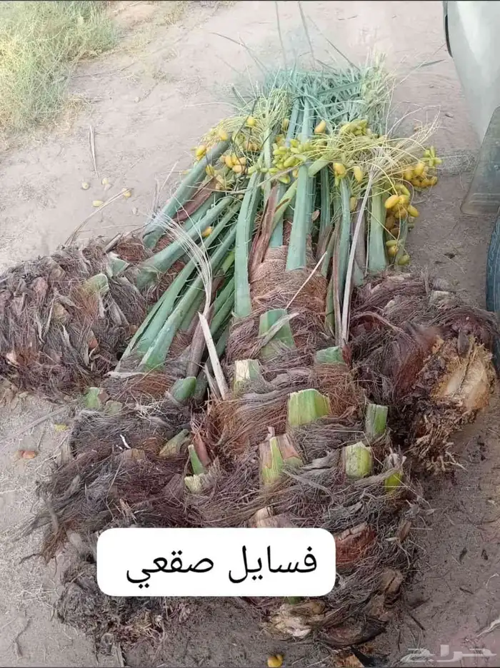 نخيل للبيع بجميع انواعه ومقاساته المختلفه 0