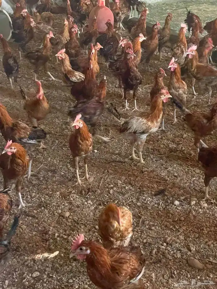 صيصان فيومي وديوك بلدي وبيض بلدي 5