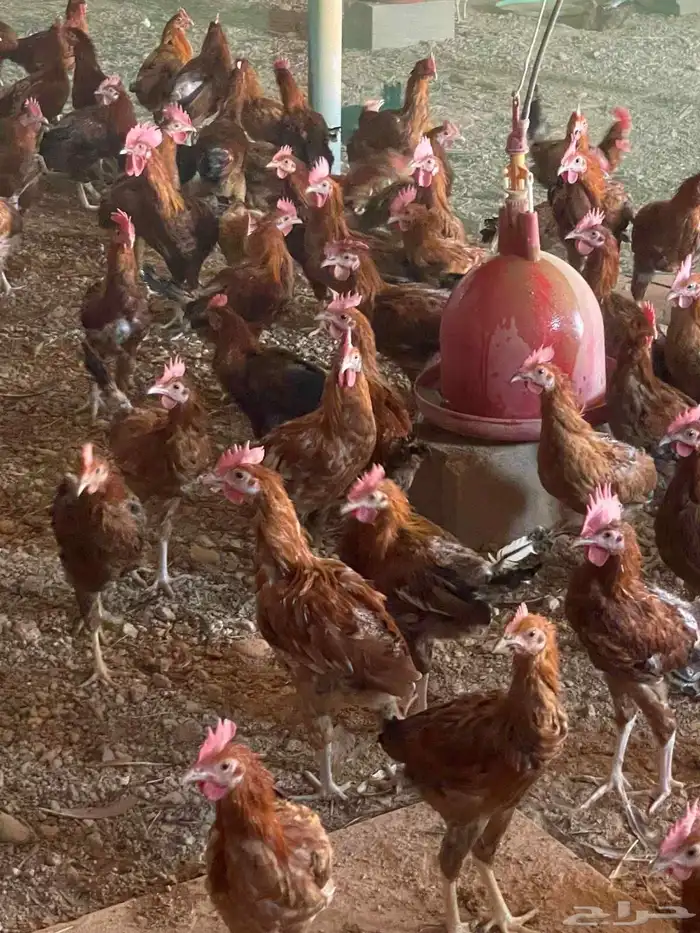 صيصان فيومي وديوك بلدي وبيض بلدي 3