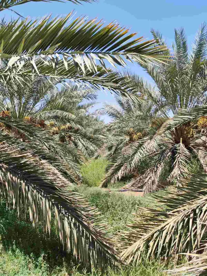 مزرعة للبيع بالمليليح المليليح عجوه صفاوي 7