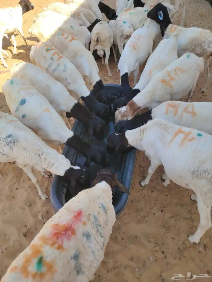 برابر وتيوس صوماليه وسواكن حمرى 3