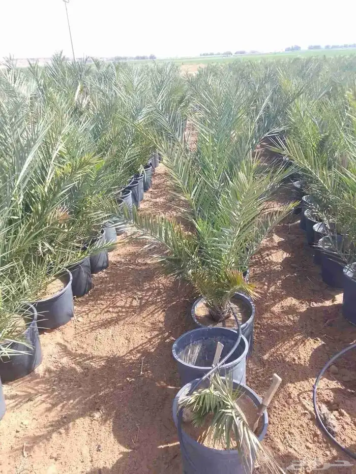 نخل مجذر نخل مجدول في مراكن لتواصل 3