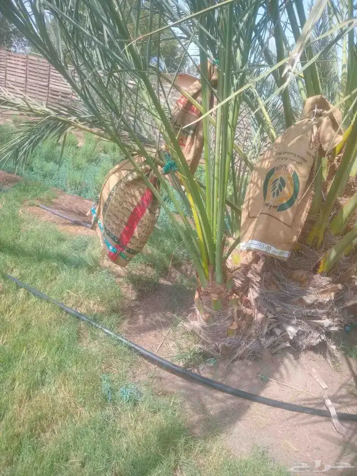 نخيل مثمر سكري صقعي مجدول برحي رواثان خلاص 4