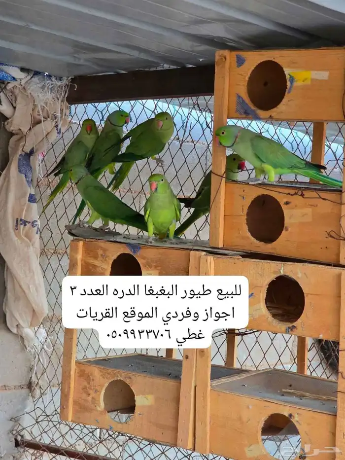 طيور البغباء الدره 0