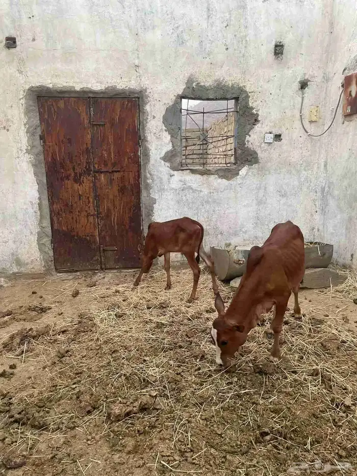 حسلان ذكران 2