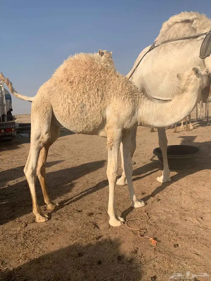 قعدان قصب 1