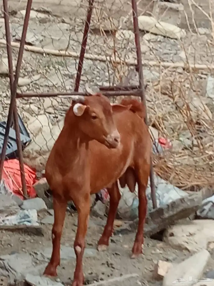 تيس بلدى وتيس كينى فل شحم البلدى جءع والكينى ثنى 2