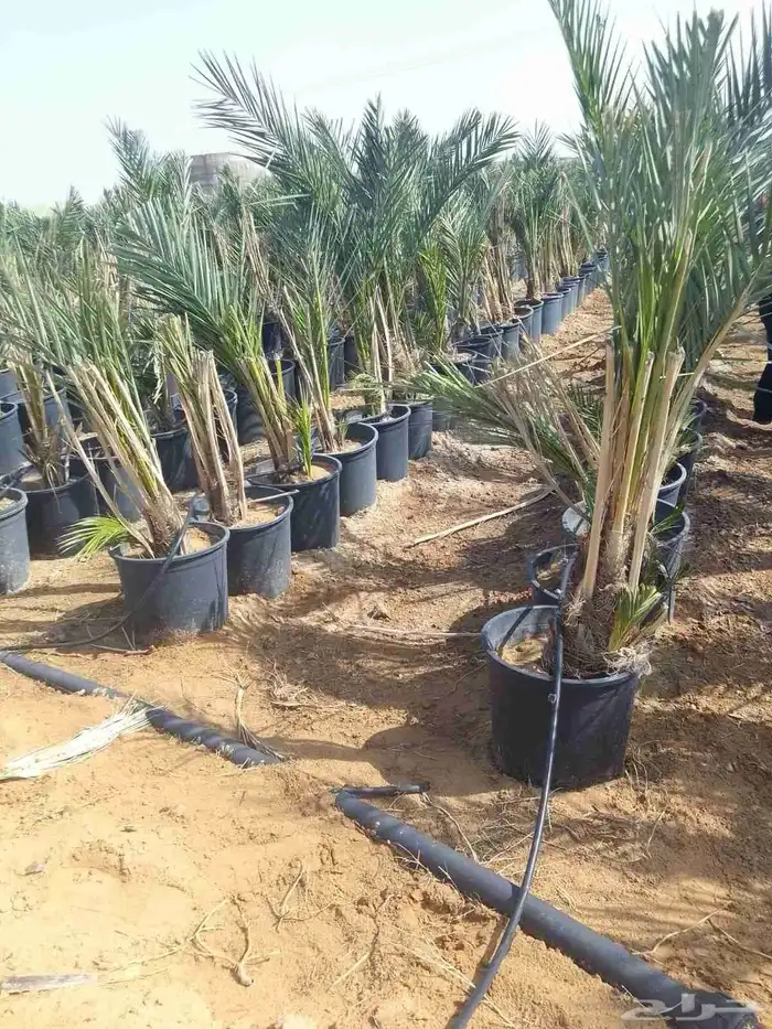 نخل مجذر نخل مجدول في مراكن لتواصل 4