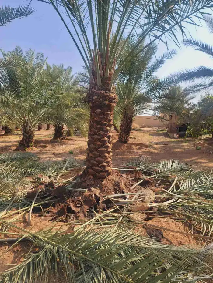نخيل للبيع مع التوصيل 7