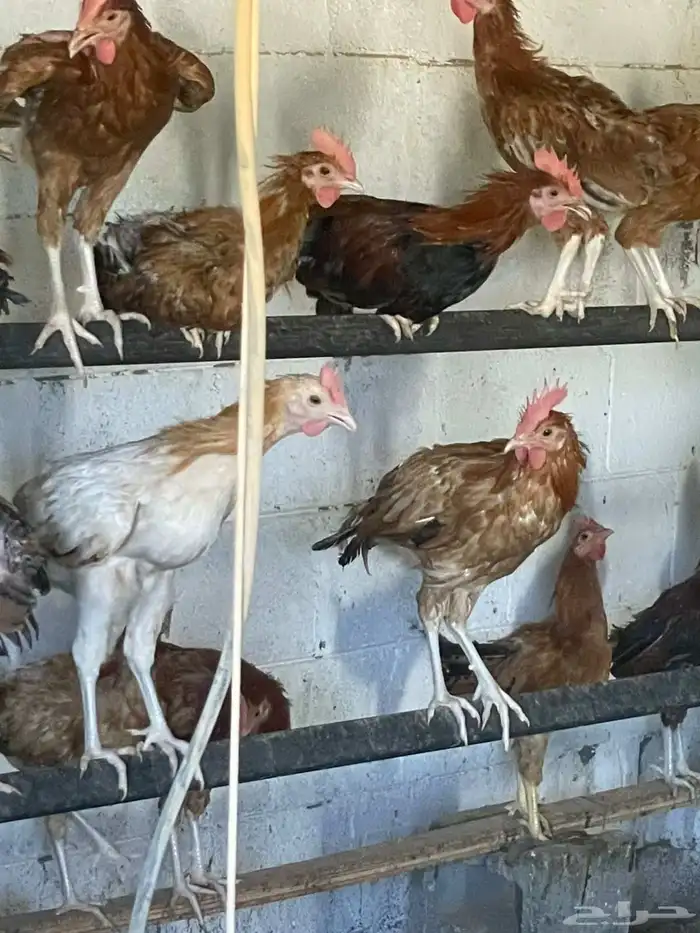 صيصان فيومي وديوك بلدي وبيض بلدي 4