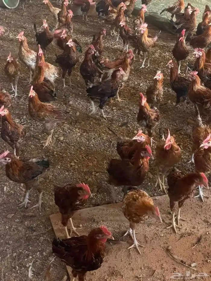 صيصان فيومي وديوك بلدي وبيض بلدي 8