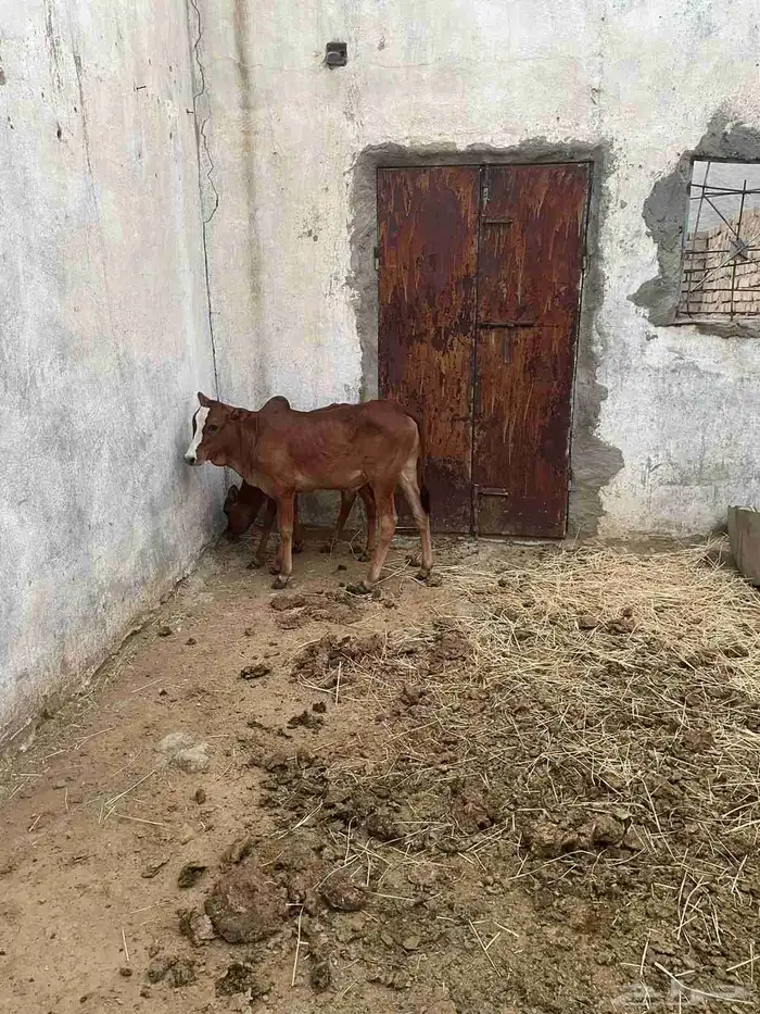حسلان ذكران 3