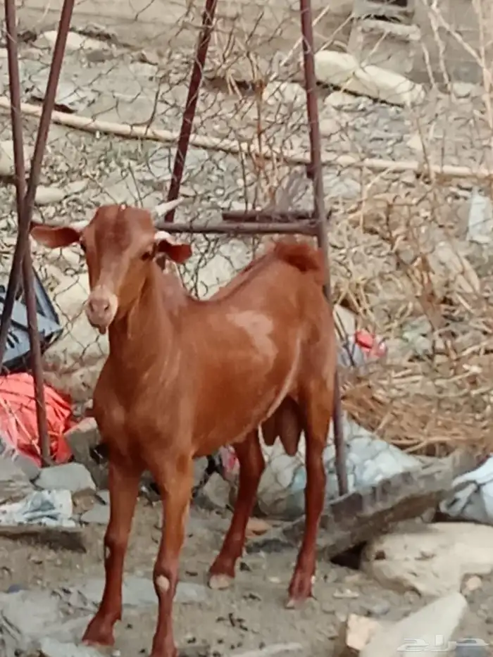 تيس بلدى وتيس كينى فل شحم البلدى جءع والكينى ثنى 0