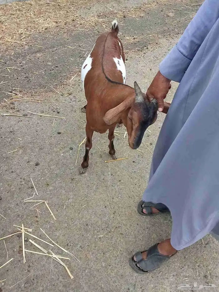 تيس بلدى وتيس كينى فل شحم البلدى جءع والكينى ثنى 1