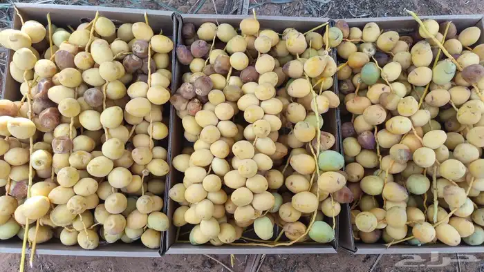 خراف برحي 0