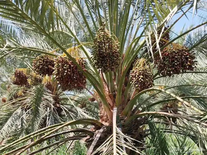 مزرعة للبيع بالمليليح المليليح عجوه صفاوي 5