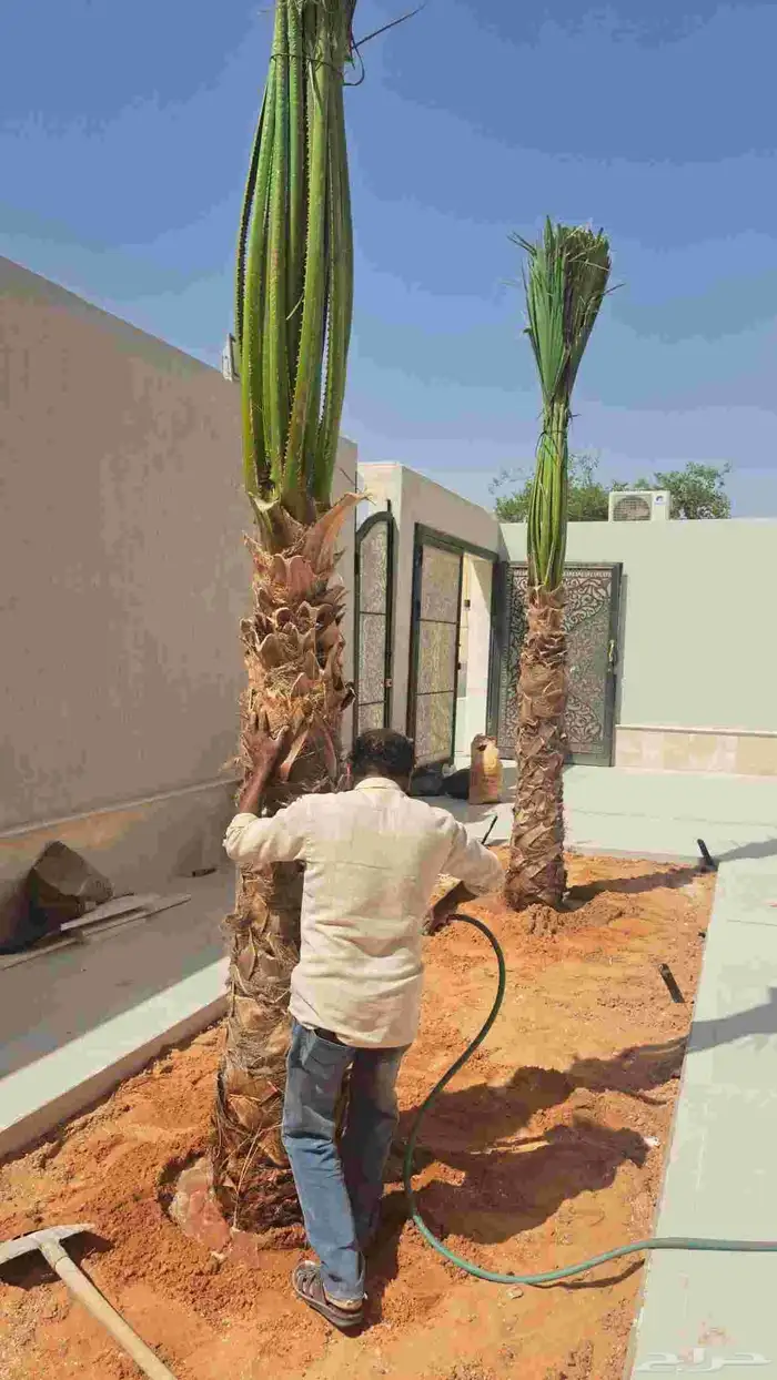 نخل وشنطونيا زينه 0