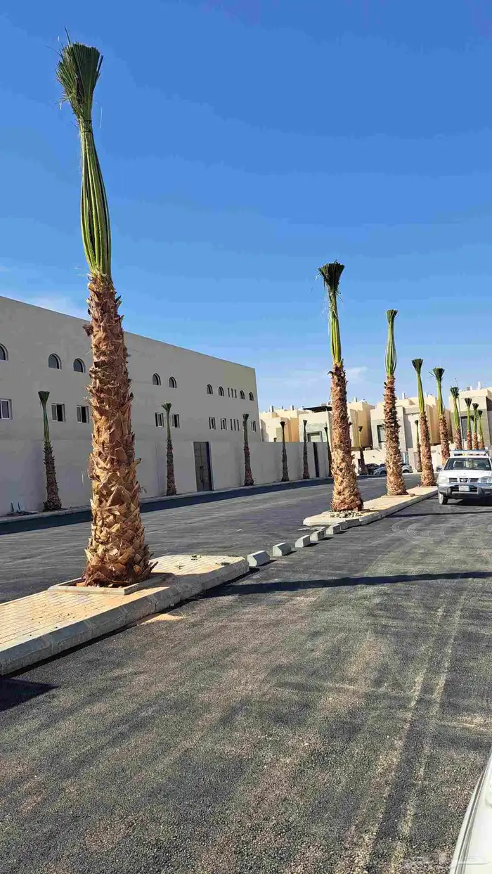 نخل وشنطونيا زينه 5