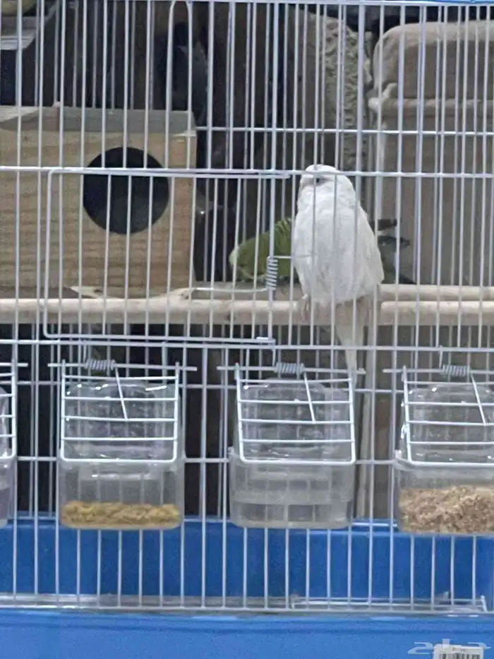 طيور الحب تحتها بيض جميلة مع الشبك والاكل والبروتين 4