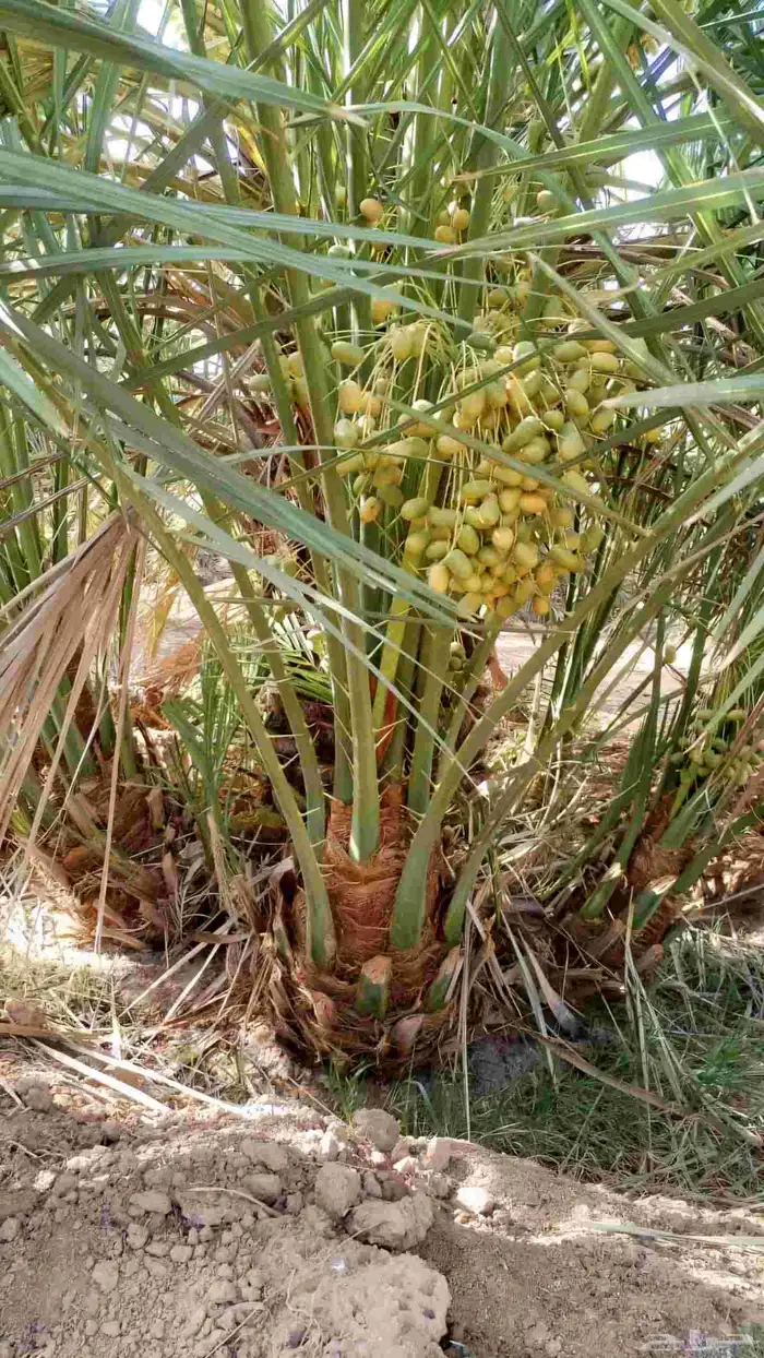 نخيل مثمر سكري صقعي مجدول برحي رواثان خلاص 9