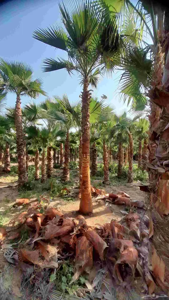 نخل واشنطني 6
